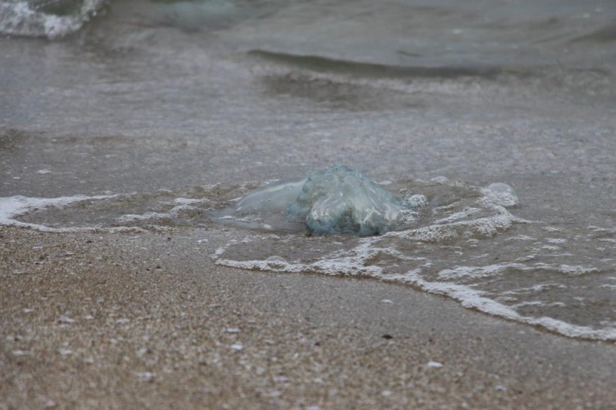 akdeniz sahillerinde denizanasi istilasi burnaz sahili de denizanalariyla kaplandi 1 IqcHSiXz