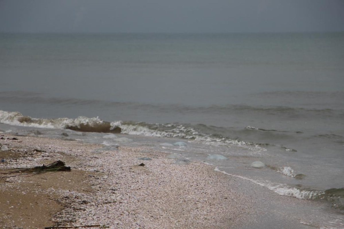akdeniz sahillerinde denizanasi istilasi burnaz sahili de denizanalariyla kaplandi 2