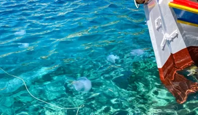 Akdeniz’de denizanası istilası: Balıkçılar çileden çıktı