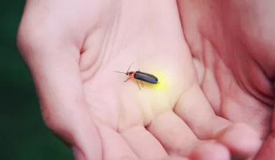 Ateş böcekleri nasıl ışık yayıyor? Bu ışığı yaymalarının sebebi ne?