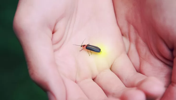 Ateş böcekleri nasıl ışık yayıyor? Bu ışığı yaymalarının sebebi ne?