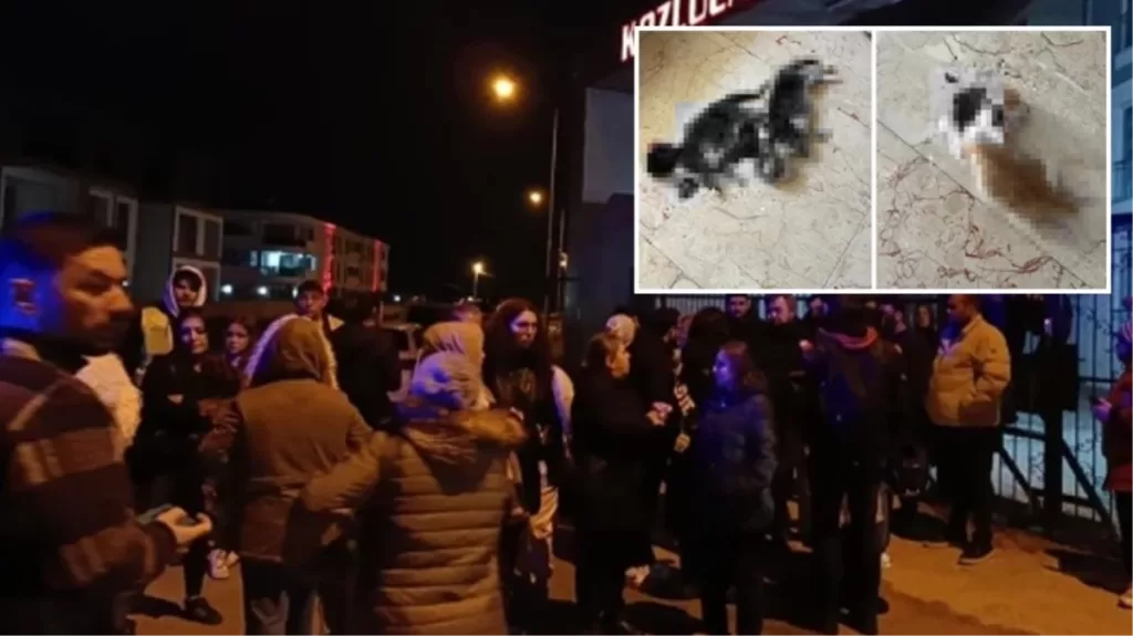 bursa inegolde kan donduran kedi katliami annenin kuyrugunu yavrularinin ise baslarini kestiler XdbqVM5m