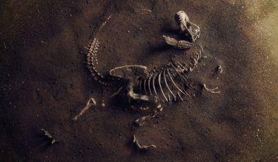 Dinozor fosilleri, nasıl oluyor da milyonlarca yıl dayanarak günümüze kadar geliyor?