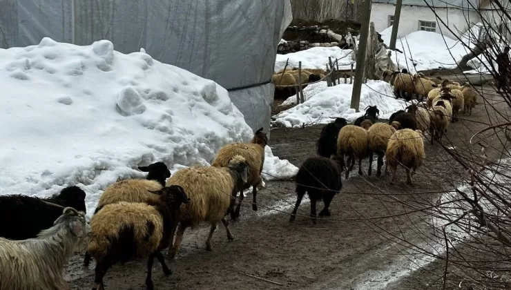 Hakkari’de kış bitmedi: Çiftçiler zor durumda kaldı