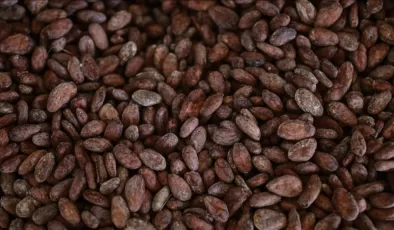 Kakao üretimi yetersiz kaldı: İthalatına sınırlama getirildi! Fiyatlar zirve yaptı