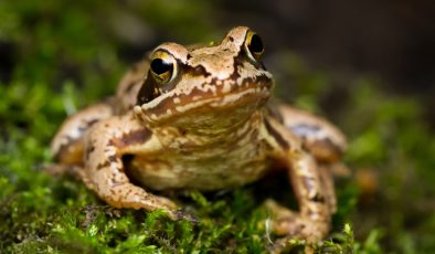 Kurbağa türlerini tehdit eden tehlike: Fransızların kurbağa ayağı sevgisi