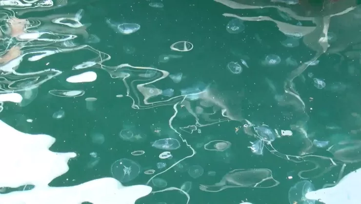 Marmara Denizi’nde denizanaları arttı! Yenide müsilaj tehlikesi bulunuyor