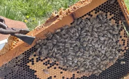 Mevsim değişikliği arıcılığa zarar verdi! Kış yaşanmayınca arıların ömrü kısaldı