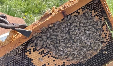 Mevsim değişikliği arıcılığa zarar verdi! Kış yaşanmayınca arıların ömrü kısaldı