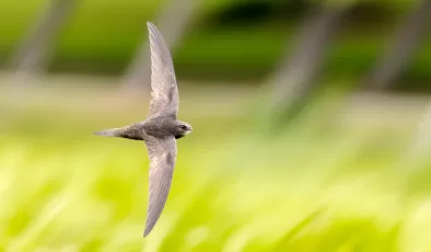 Saatleri, haftaları unutun… Bir kuş, hiç karaya inmeden en fazla ne kadar zaman uçabilir?