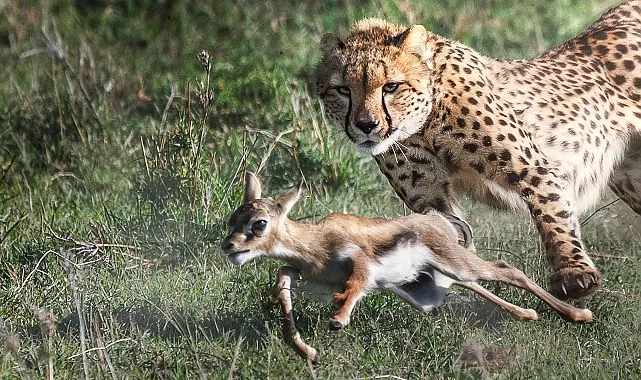 3 Bölümlük ‘Yırtıcılar ve Avları’ National Geographic WILD Ekranlarında Başlıyor!