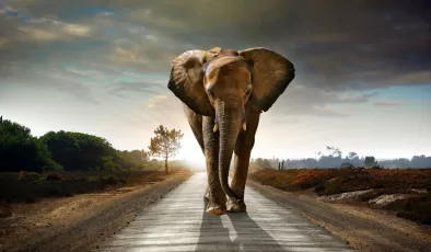 Afrika ülkesinden Alman’ya büyük tehdit: “Size 20.000 fil göndereceğiz”