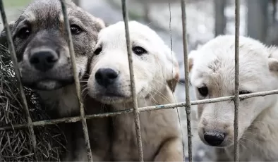 Ankara’da 180 köpeğe bakan kadına 1.7 milyon lira ceza
