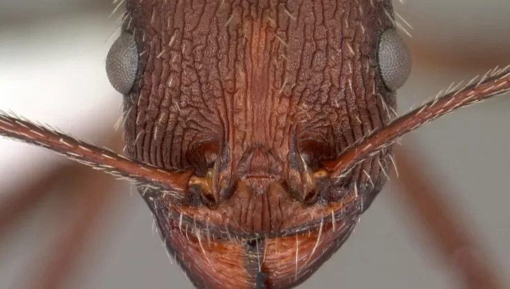 Karıncalar hakkında ilginç keşif: Desenlerin gizemi çözüldü