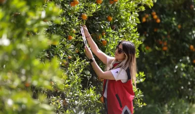Tarımda zararlılarla mücadelede faydalı böcekler iş başında! Antalya’da narenciye bahçelerine salındı