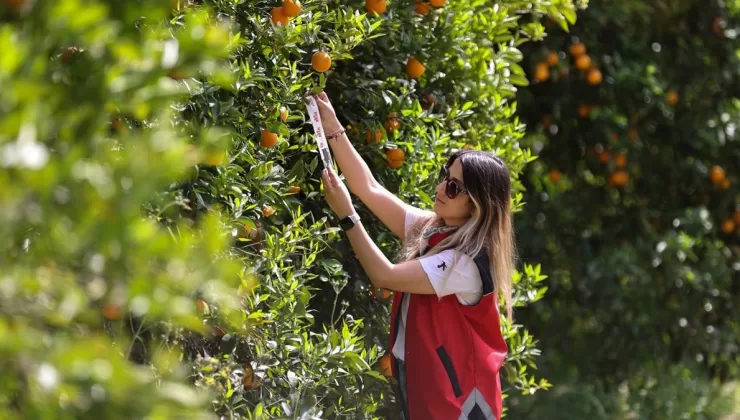 Tarımda zararlılarla mücadelede faydalı böcekler iş başında! Antalya’da narenciye bahçelerine salındı
