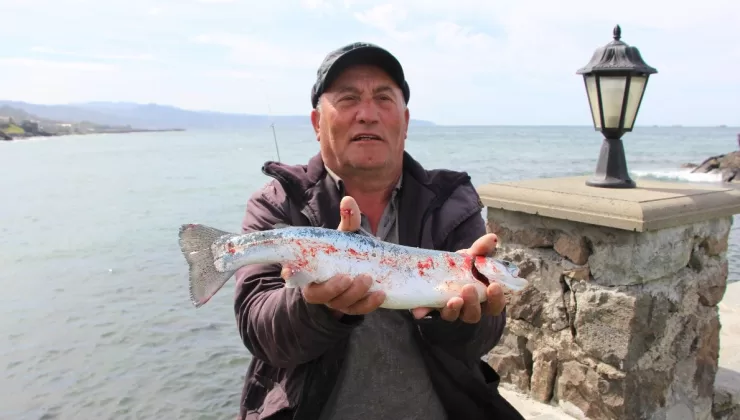 Trabzon’da somonların kafesi yırtıldı: Vatandaş balık tutmak için sahile koştu