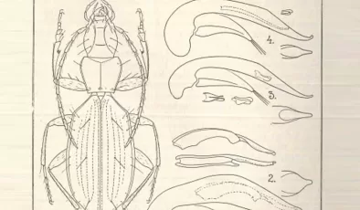 1937’de keşfedilip Hitler adı verilen böceğin ismi sorun oldu