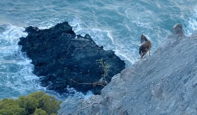 Akdeniz Bölgesini Muazzam Bir Keşfe Çıkaracak ‘Vahşi Akdeniz’ 5 Pazar Günü 20.00’de National Geographic WILD Ekranlarında!