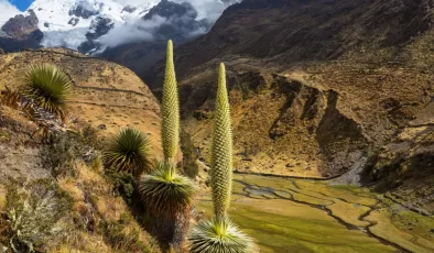 And Dağları’nın Kraliçesi: 100 yılda bir çiçek açıyor, açar açmaz ölüyor