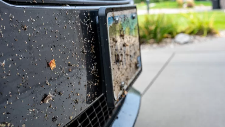Araç plakalarına çarpıp yapışan böcekler, acı gerçeği yüzümüze vuruyor