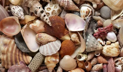 Bilim insanları uyarıyor: Sahilde deniz kabuğu toplamaktan vazgeçin