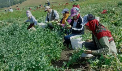 Gaziantep’te 10 bin dönümde bezelye hasadı başladı