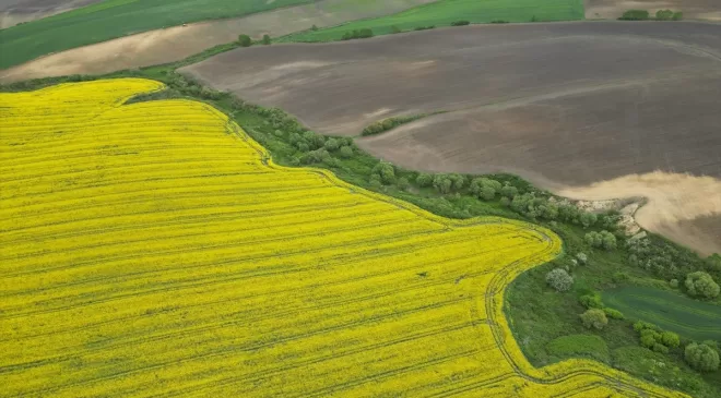 Kanola ve buğday tarlaları Tekirdağ’da renk cümbüşü yarattı
