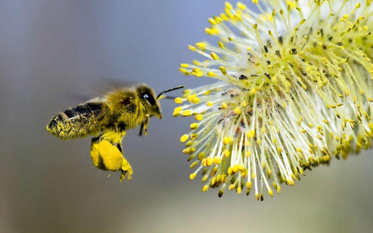 polen alerjisi nedir ve nasil anlasilir polen alerjisine ne iyi gelir 4