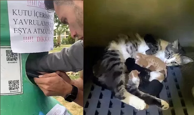 yavru kedileri buca belediyesi ekipleri kurtardi E7kXaRyl jpg