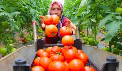 Amasya’da domates hasadı başladı: 100 bin ton rekolte bekleniyor