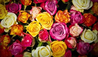 Anneler Günü için Türkiye’den Avrupa’ya 70 milyon dal çiçek gitti