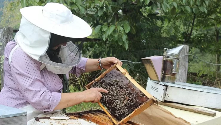 Ardahan’da Kafkas arısı üreticilerine 140 organik kovan desteği