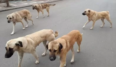 Avrupa ülkeleri Türkiye seyahatlerinde vatandaşlarını başıboş köpekler için uyardı