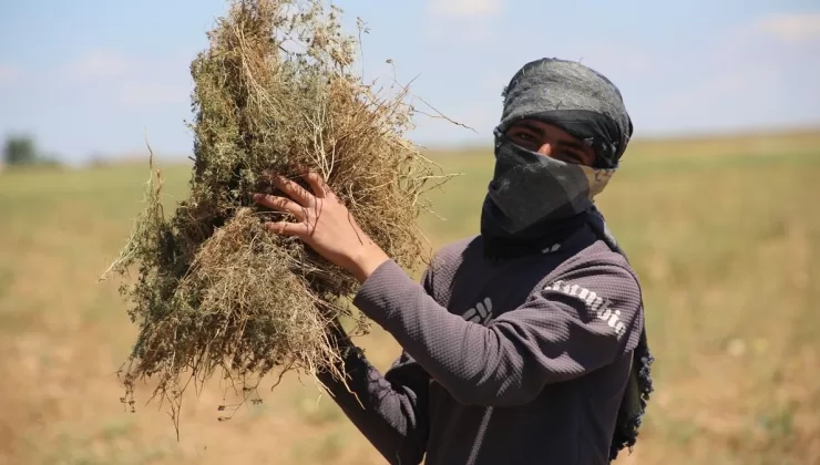 Barış Pınarı Harekatı bölgesinde hasat zamanı: Verim çiftçileri sevindirdi
