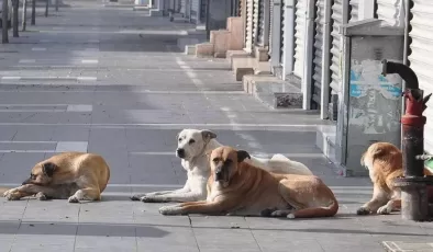 Başıboş köpek düzenlemesi yolda: Barınakta 30 günde sahiplenilmeyenler uyutulacak