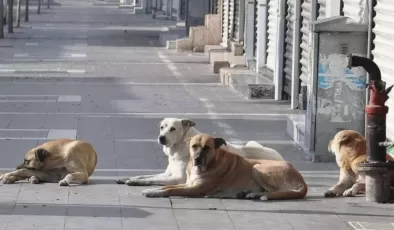 Başıboş sokak köpekleri 3 bin 476 trafik kazasına neden oldu