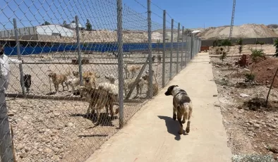 Irak’ın ilk ve tek barınağı Kerkük’te hayvanlara yuva oldu