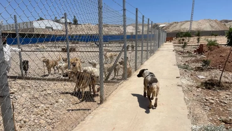Irak’ın ilk ve tek barınağı Kerkük’te hayvanlara yuva oldu