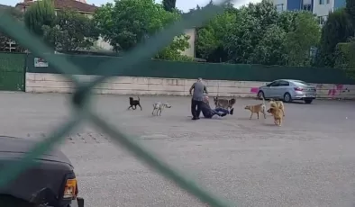 Kocaeli’de sokak ortasında 10 köpeğin saldırısına uğradı