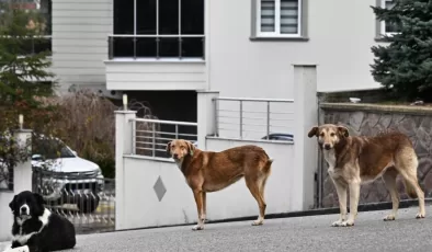 Kütahya’da başıboş sokak köpekleri toplanıyor