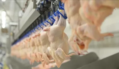 Tavuk eti üretimi martta aylık yüzde 1,6’lık artış gösterdi
