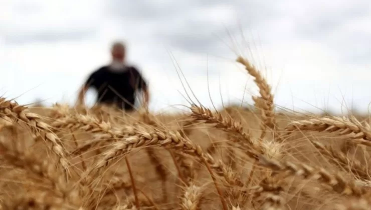 TMO’nun makarnalık, ekmeklik buğday ve arpada hububat satış fiyatı belli oldu