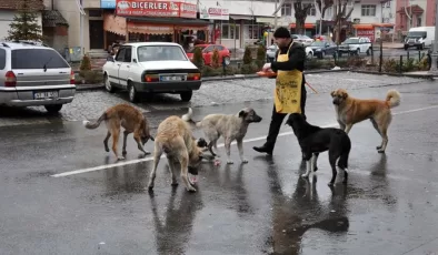 Türkiye sokak köpekleri saldırılarına sahne olurken Avrupa’daki durum