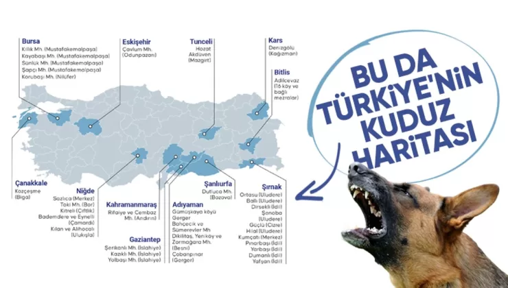 Türkiye’nin 5 yıllık kuduz vakaları ve karantinalar