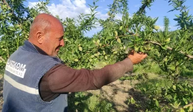 Yozgat’taki çiftçi hububat ekili arazisini badem bahçesine çevirdi, gelirini artırdı