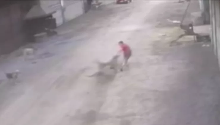 Adana’da başıboş köpekler 14 yaşındaki çocuğa saldırdı: O anlar böyle kaydedildi