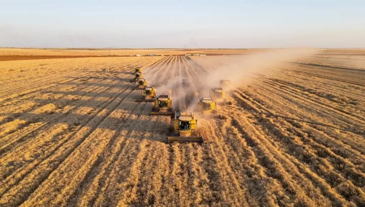 Ceylanpınar Tarım İşletmesi’nde buğday hasadı sürüyor