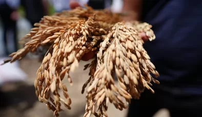 Düzce’de yetiştirilen siyah pirinç toprakla buluşturuldu