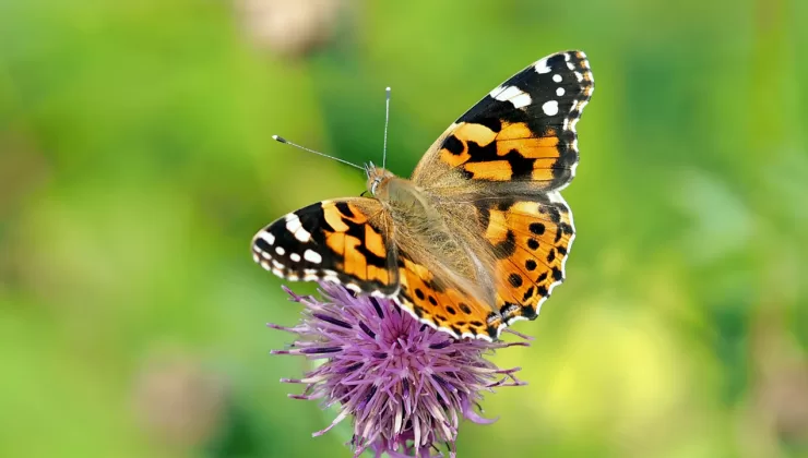 Kelebekler, 4.000 km’lik kesintisiz bir yolculuğu nasıl tamamlayabiliyor?